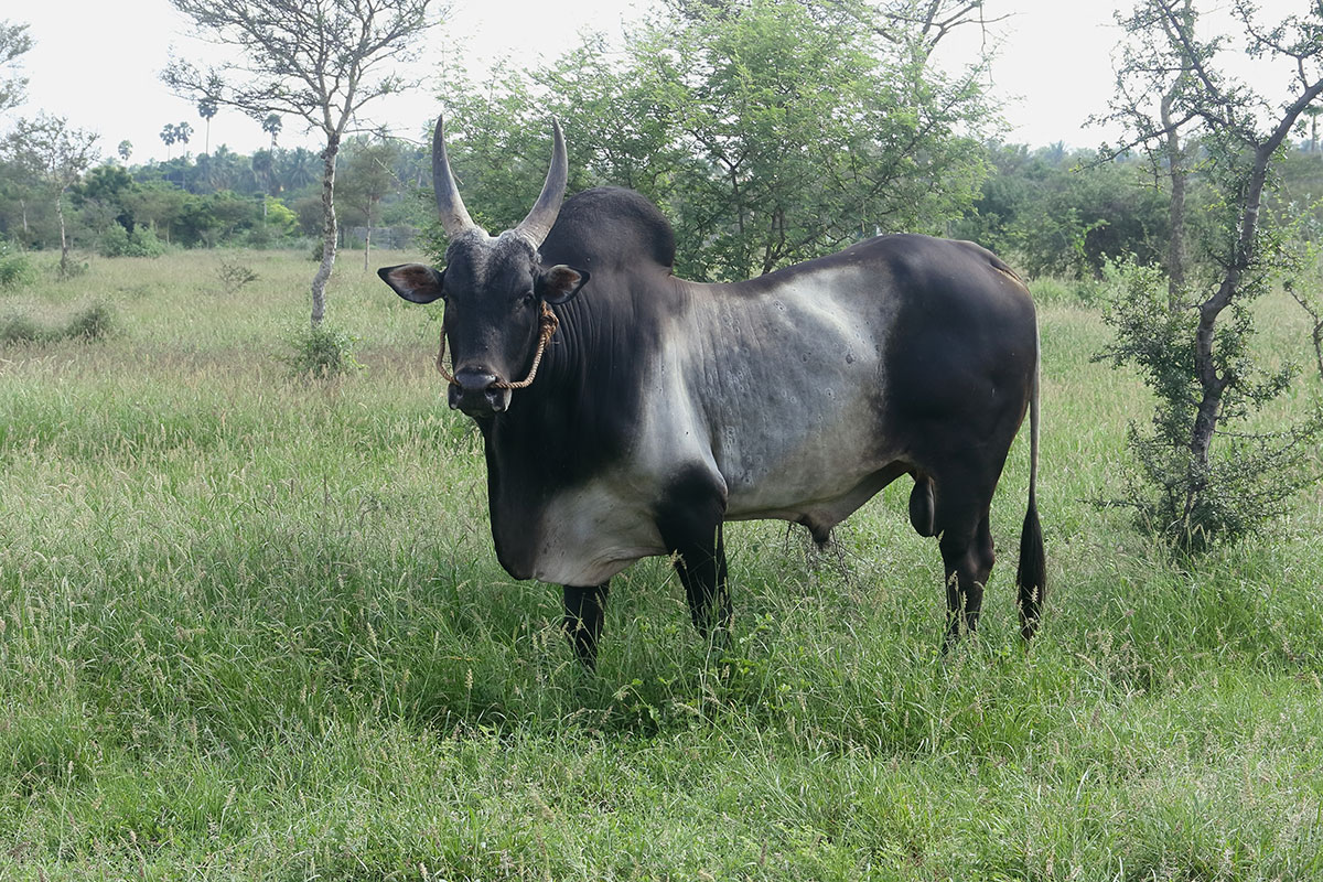 Kangayam