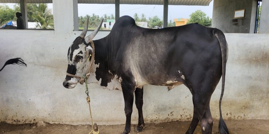 Alambadi