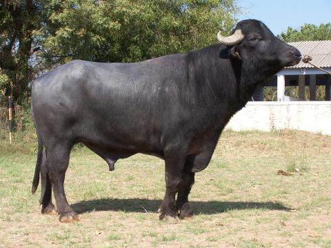 Mehsana buffaloes