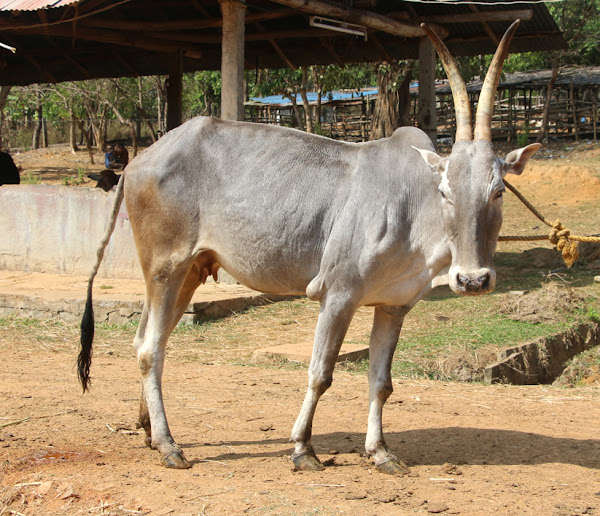 Hallikar Cattle